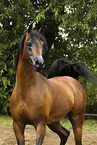 arabian horse stallion