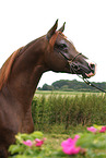 arabian horse stallion
