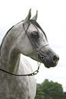 arabian horse stallion
