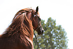 arabian horse stallion