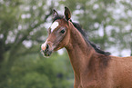 arabian horse foal