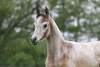 arabian horse foal