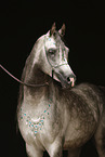 arabian horse stallion