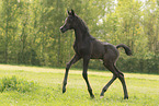 arabian horse foal