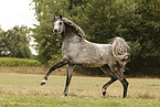 arabian horse stallion