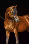 arabian horse stallion