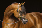 arabian horse stallion