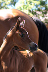 2 arabian horses