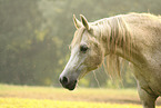 arabian horse mare