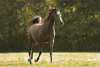 arabian horse mare