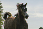 arabian horse mare