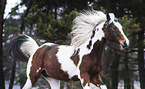 arabian horse