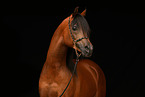 arabian horse portrait