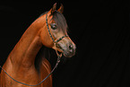 arabian horse portrait
