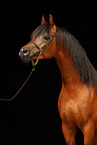 arabian horse portrait
