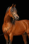 arabian horse portrait