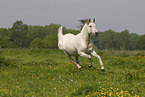 arabian horse