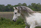 arabian horse