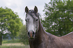 arabian horse