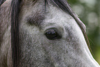arabian horse