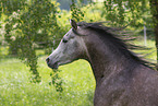 arabian horse