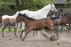 arabian horses