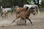 arabian horses