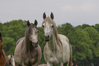 arabian horses