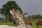 arabian horses