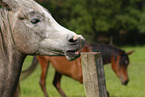 arabian horses