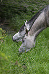 arabian horses