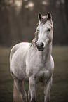 arabian horse