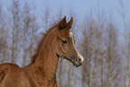 arabian horse foal