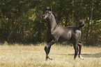 arabian horse foal