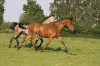 arabian horse mares