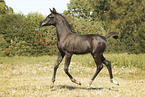 arabian horse foal