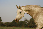 arabian horse mare