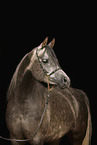 arabian horse mare