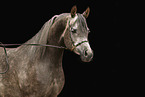arabian horse mare