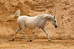 arabian horse mare
