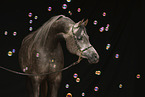arabian horse mare