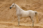 arabian horse mare