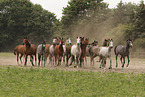arabian horse mares