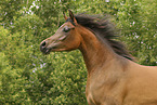 arabian horse mare