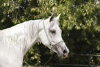 arabian horse mare