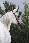 arabian horse mare