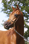 arabian horse mare