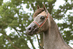 arabian horse mare