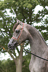 arabian horse mare