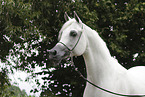 arabian horse mare